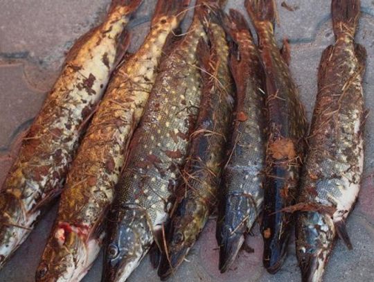 Kwidzyn – kłusownicy którzy pokaleczyli ryby, zatrzymani na 