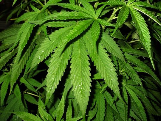 Kwidzyn – za uprawę i posiadanie marihuany, odpowiedzą przed sądem