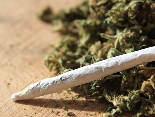  Policjanci na interwencji domowej odkryli uprawę marihuany
