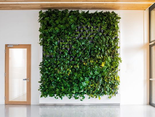 Ściany z roślin jako stały element nowoczesnych wnętrz