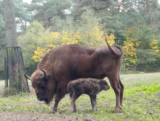 ZOO Bydgoszcz – godziny otwarcia, cennik, zwierzęta i atrakcje – poznaj ZOO Myślęcinek