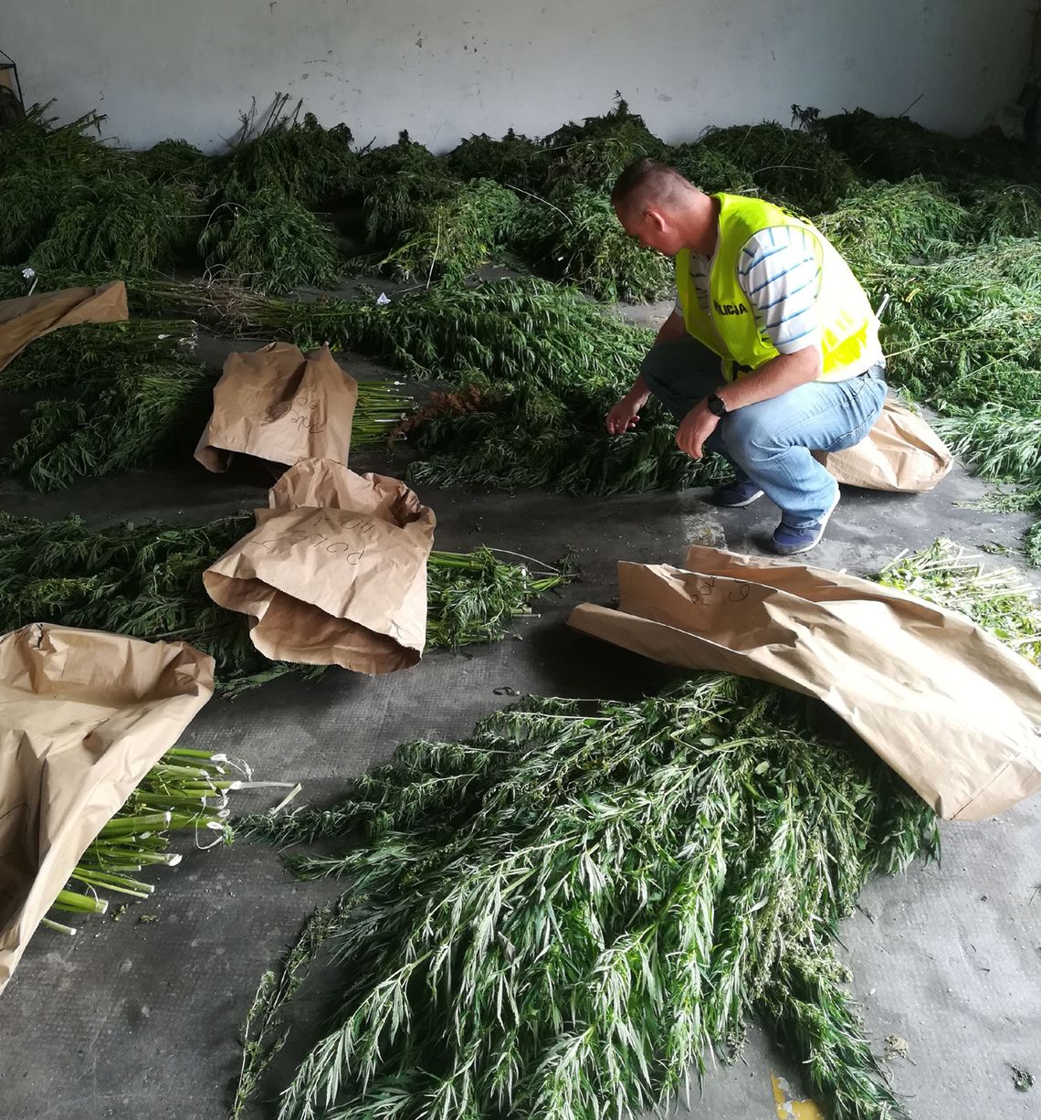 Kwidzyn – kolejna plantacja marihuany zlikwidowana przez policjantów