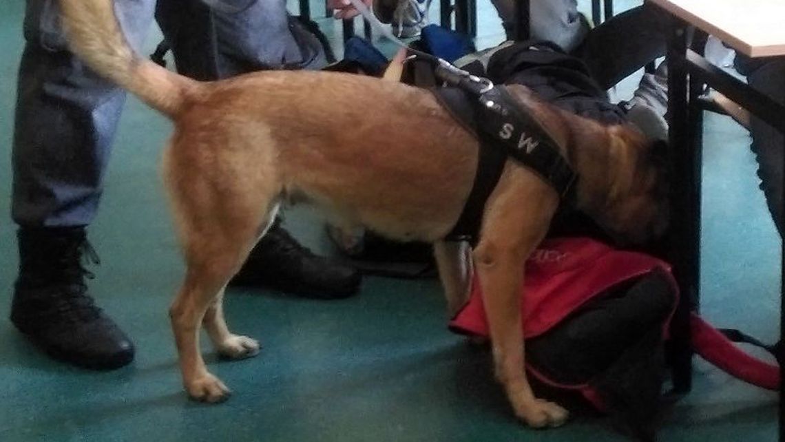 Pod okiem policjantów, pies z Zakładu Karnego w Kwidzynie szukał narkotyków w szkole