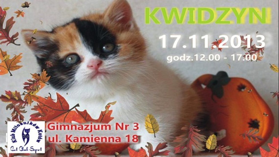 Rasowe koty w Kwidzynie